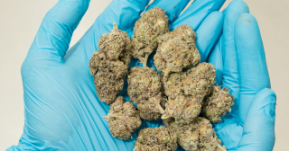 Wie wirkt medizinischer Cannabis? Erfahrungen, Alltag und Telemedizin 2025