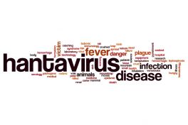 Hantavirus: Übertragung durch Nagetiere | apomio Gesundheitsblog