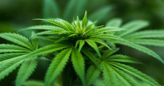 Faktencheck: Medizinal-Cannabis und CBD-Öle | apomio Gesundheitsblog
