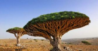 Drachenblutbaum - Wie hilfreich für die Gesundheit? | apomio Gesundheitsblog