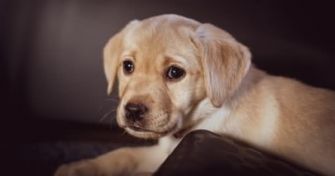 Keine Lappalie, aber gut zu behandeln: die Ohrenentzündung beim Hund | apomio Gesundheitsblog