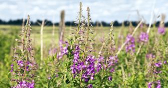 Prostatabeschwerden? Hilfe bringt das Weidenröschen | apomio Gesundheitsblog