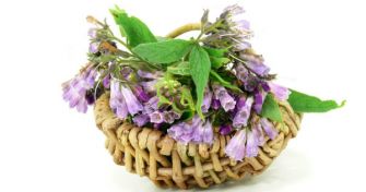 Beinwell oder Beinwurz: Die Heilpflanze für Sportler | apomio Gesundheitsblog