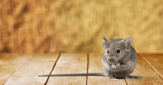 Krankheiten aus dem Mittelalter Teil 1: Die Pest | apomio Gesundheitsblog