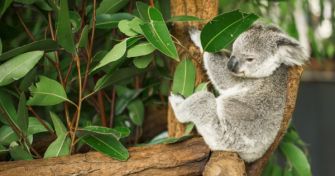 Heilpflanze aus Down Under: Der Eukalyptus | apomio Gesundheitsblog