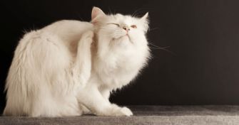 Flohalarm! Was tun, wenn das Haustier befallen ist? | apomio Gesundheitsblog