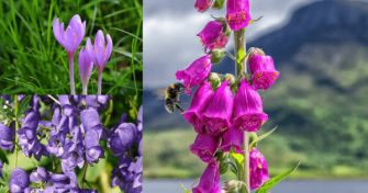 Gefährliche Schönheiten aus der Natur - Freund oder Feind? | apomio Gesundheitsblog