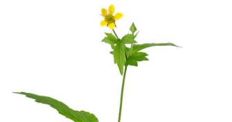 Mit Nelkenwurz gegen Verdauungsprobleme | apomio Gesundheitsblog