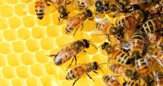 Die Kraft der Biene: Propolis gegen Viren, Bakterien und Pilze | apomio Gesundheitsblog
