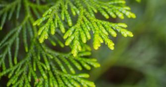 Teebaumöl:  Vorreiter zu Penicillin & überraschendes Allheilmittel für die Gesundheit | apomio Gesundheitsblog