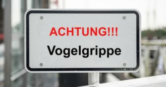 Vogelgrippe: Ist die Weihnachtsgans eine Gefahr? | apomio Gesundheitsblog