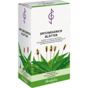 Spitzwegerichblätter